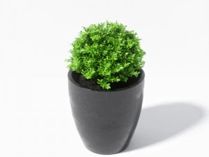boxwood plant 3D Model