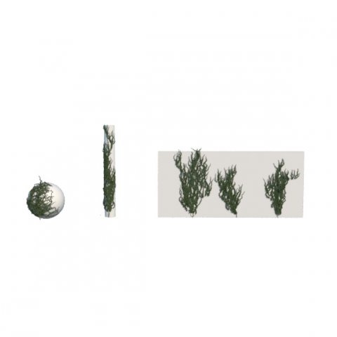 ivy 3D 模型 .c4d .max .obj .3ds .fbx .stl .blend 