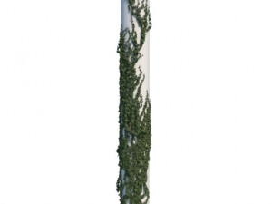 ivy 3D 모델