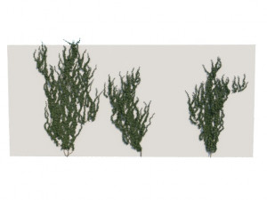 ivy 3Dモデル