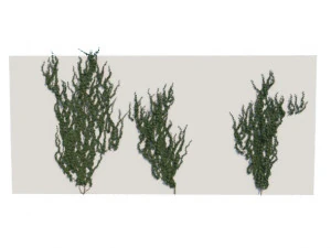 ivy 3D Model