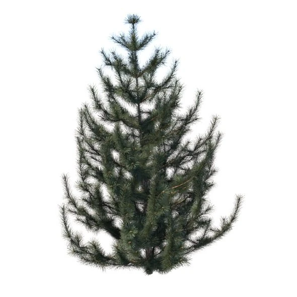 pine-tree 3D Model .c4d .max .obj .3ds .fbx .stl .blend 