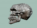 Alien skull 3D Model