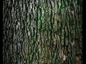 game tree 3D Model