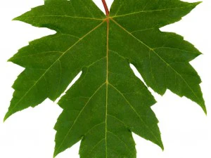 game tree 3D Model
