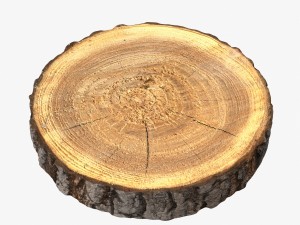wood log slice 3D Model