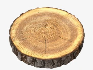 wood log slice 3D Model