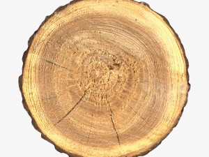 wood log slice 3D Model