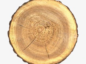 wood log slice 3D Model