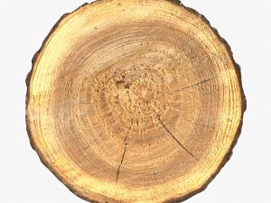 wood log slice 3D Model