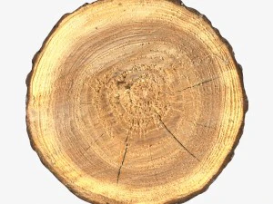 wood log slice 3D Model