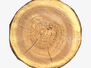 wood log slice low-poly 3D Model