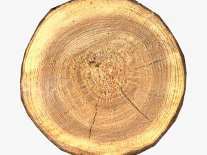 wood log slice low-poly Model 3D