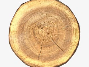 wood log slice low-poly 3D Model