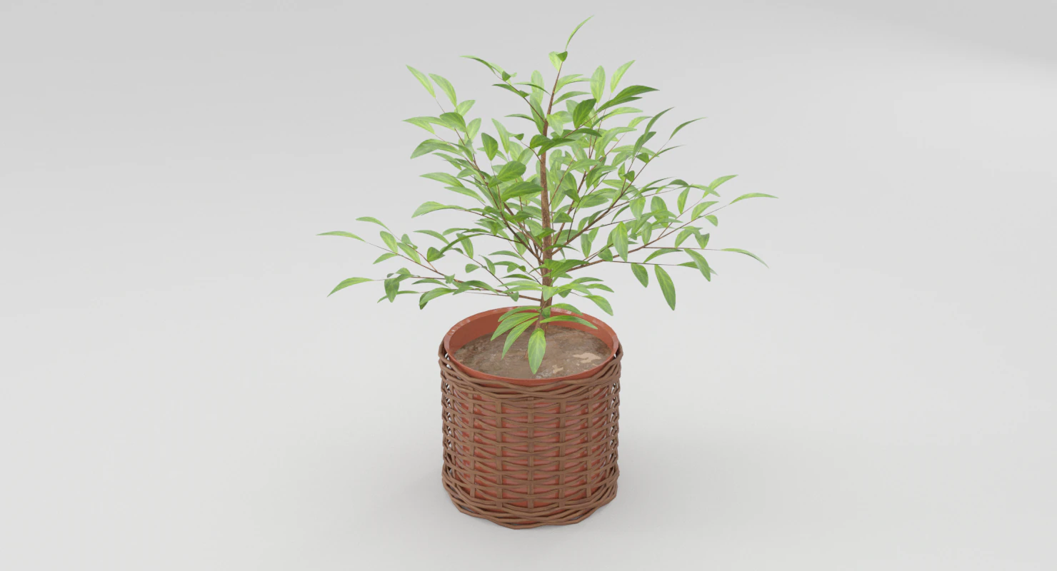 green plant in ceramic pot 3D Model .c4d .max .obj .3ds .fbx .stl .blend 