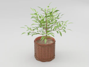 зеленое растение в керамическом горшке 3D Модель