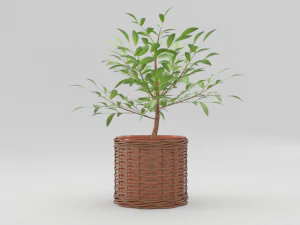 green plant in ceramic pot 3D Model