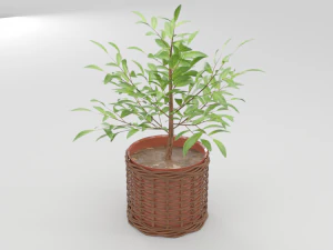 green plant in ceramic pot 3D Model