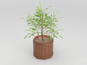 green plant in ceramic pot 3D Model