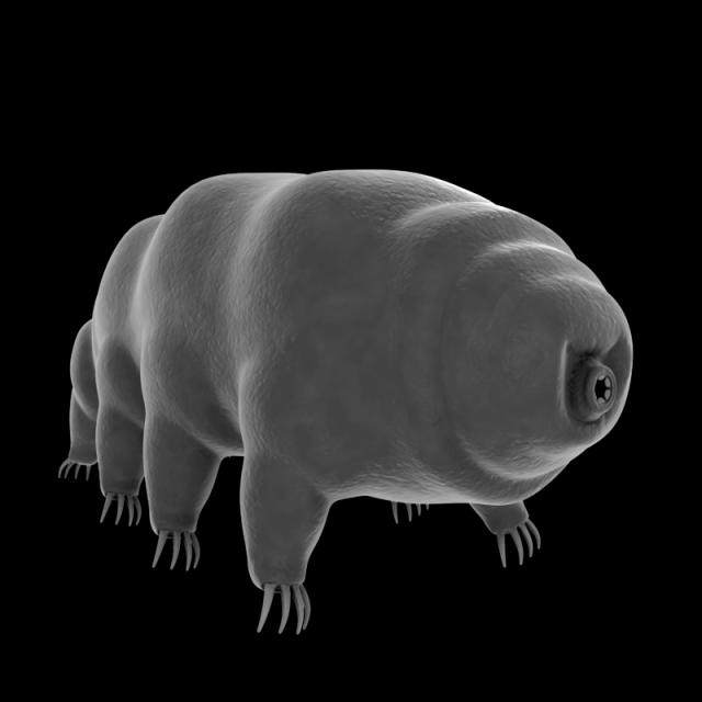 tardigrade 3D Model .c4d .max .obj .3ds .fbx .stl .blend 
