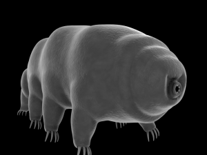 tardigrade 3D 모델