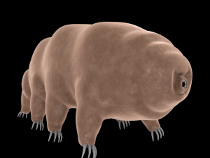 tardigrade 3D Model
