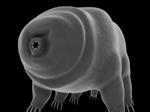 tardigrade 3D Model