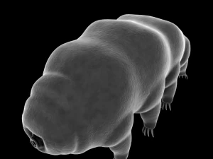 tardigrade 3D Model