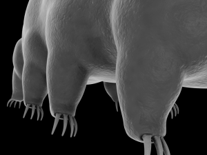 tardigrade 3D Model