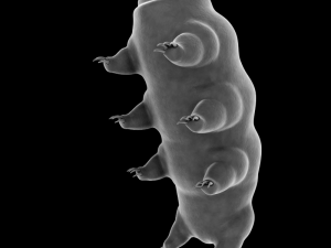tardigrade 3D Model