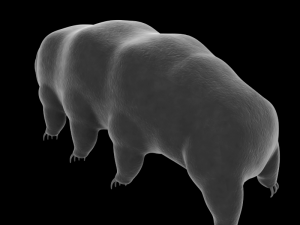 tardigrade 3D Model