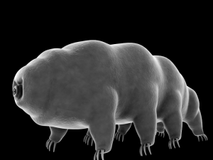 tardigrade 3D Model