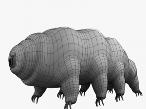 tardigrade 3D Model
