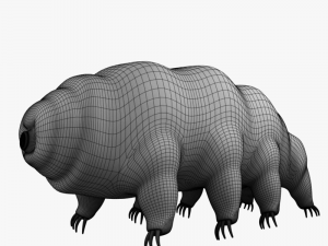 tardigrade 3D Model