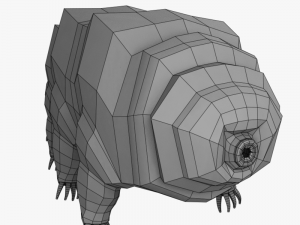 tardigrade 3D Model