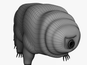 tardigrade 3D Model