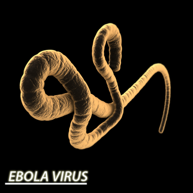 ebola virus 3D Model .c4d .max .obj .3ds .fbx .stl .blend 