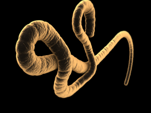ebola virus 3D 모델