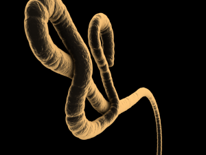 ebola virus 3D Model