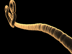 ebola virus 3D Model