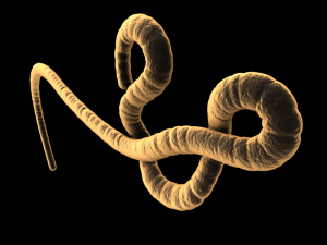 ebola virus 3D Model