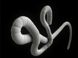 ebola virus 3D Model
