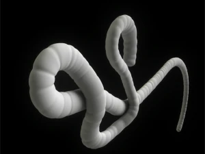 ebola virus 3D Model