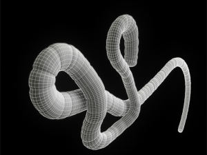 ebola virus 3D Model