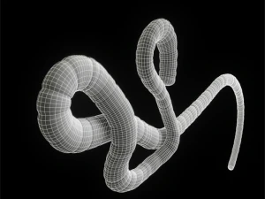 ebola virus 3D Model