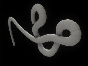 ebola virus 3D Model
