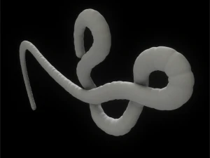 ebola virus 3D Model