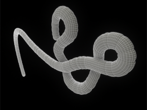 ebola virus 3D Model