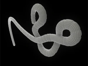 ebola virus 3D Model