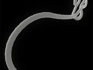 ebola virus 3D Model